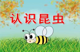 小班科學認識昆蟲PPT課件