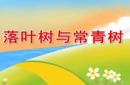 中班科學常青樹和落葉樹PPT課件