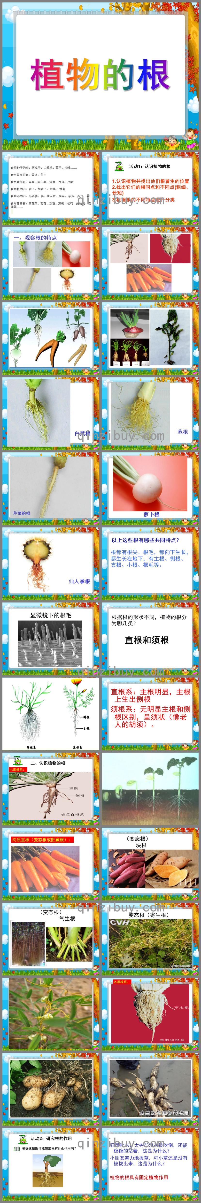 大班科學(xué)活動(dòng)植物的根PPT課件