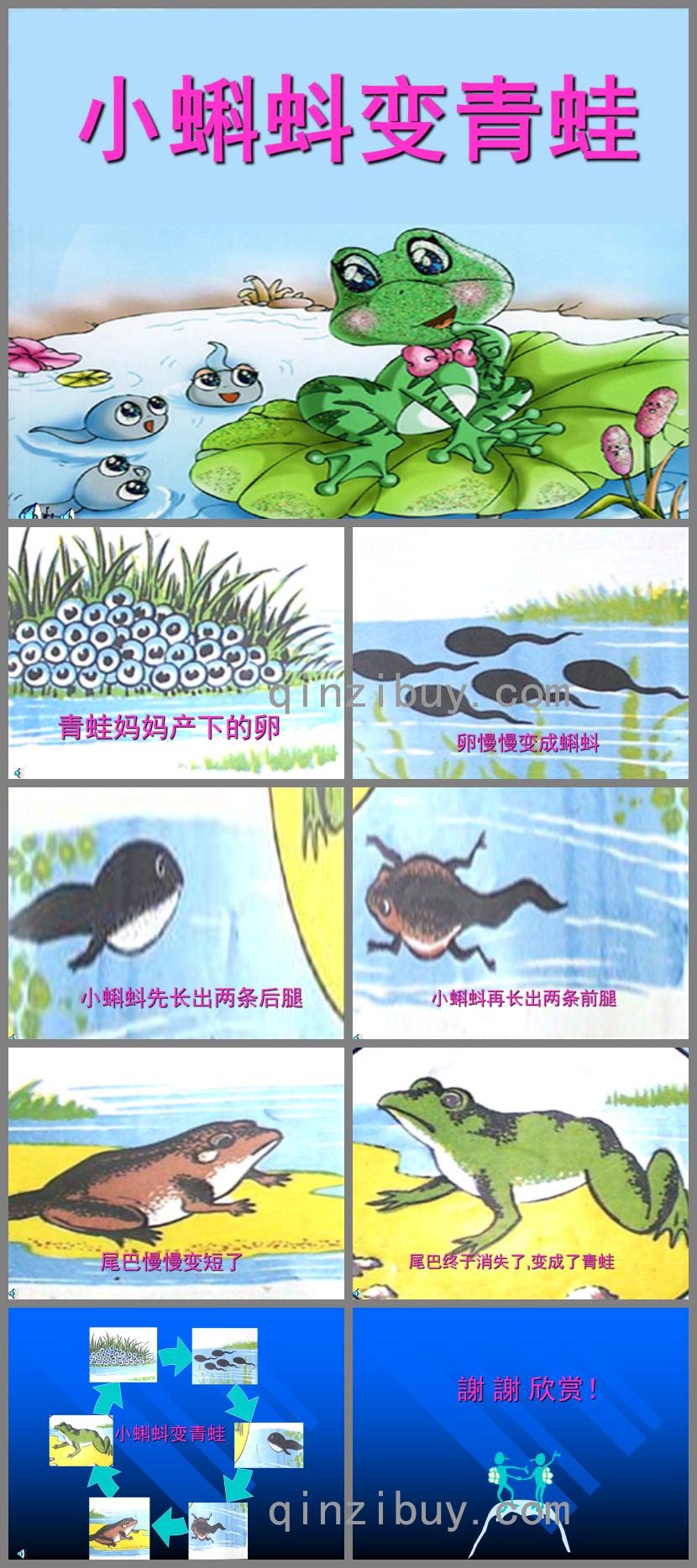 幼兒園科學小蝌蚪變青蛙PPT課件