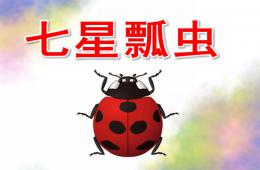 大班手工七星瓢蟲PPT課件