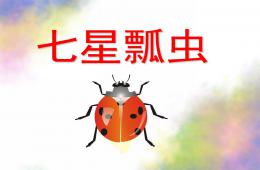 中班科學七星瓢蟲PPT課件
