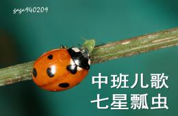 中班兒歌七星瓢蟲PPT課件