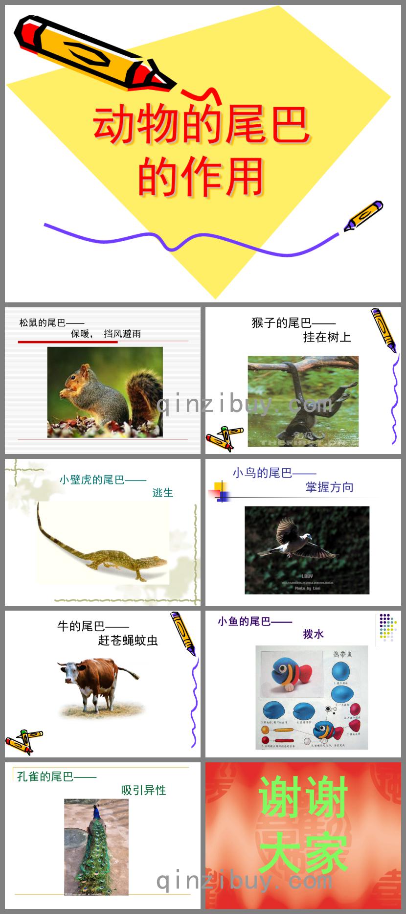中班動物的尾巴的作用PPT課件
