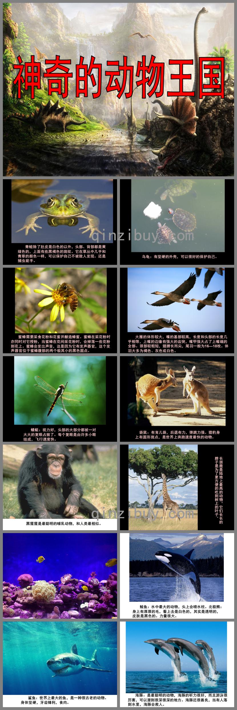 大班科學神奇的動物王國PPT課件