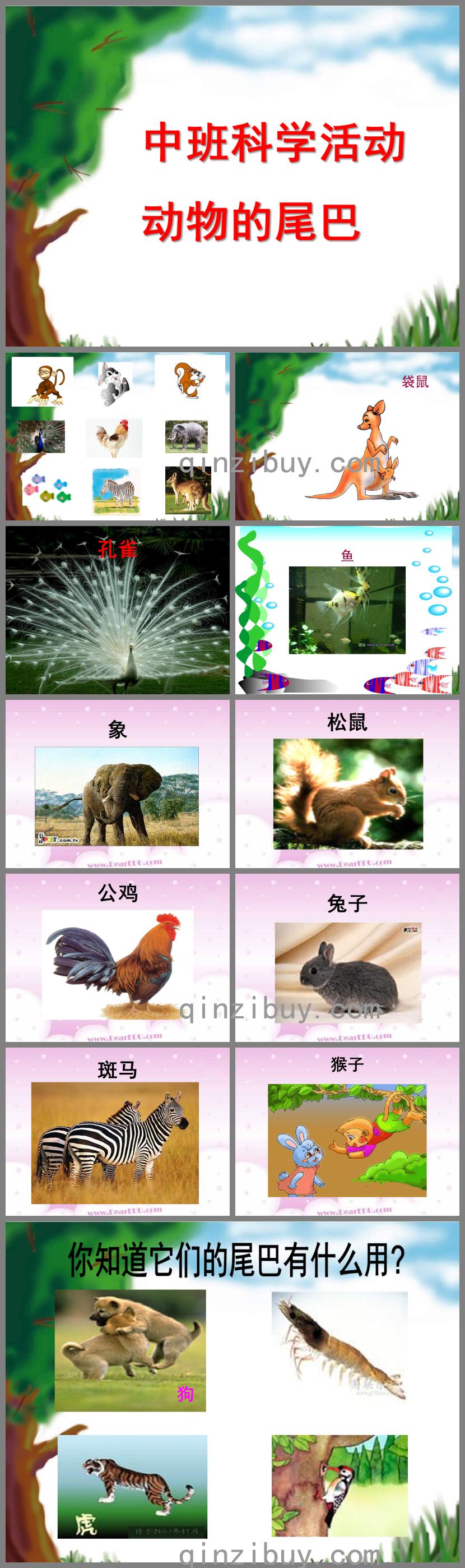 中班科學公開課動物的尾巴PPT課件