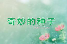 大班科學(xué)奇妙的種子PPT課件