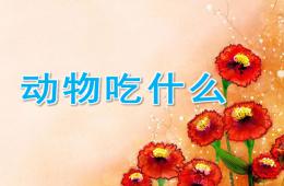 小班科學動物吃什么PPT課件
