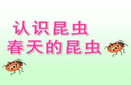 幼兒園認識昆蟲 春天的昆蟲PPT課件