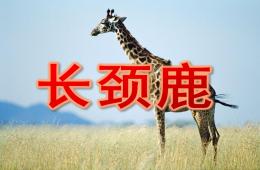 幼兒園簡筆畫長頸鹿PPT課件