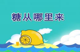 大班科學糖從哪里來PPT課件