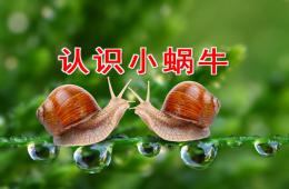 小班科學(xué)認(rèn)識小蝸牛PPT課件
