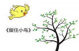 大班社會(huì)留住小鳥PPT課件