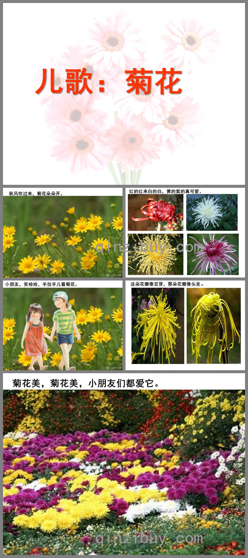 大班兒歌菊花PPT課件