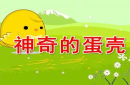 大班科學神奇的蛋殼PPT課件