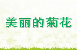 小班科學(xué)美麗的菊花PPT課件