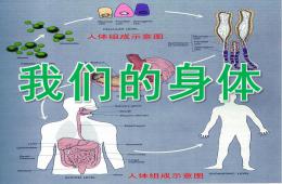 大班我們的身體PPT課件