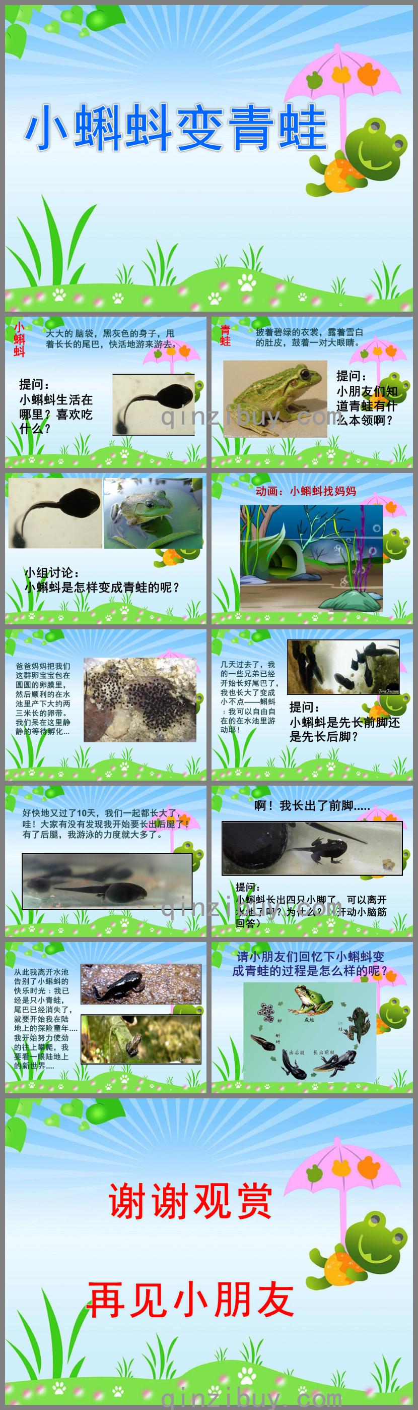 中班科學小蝌蚪變青蛙PPT課件