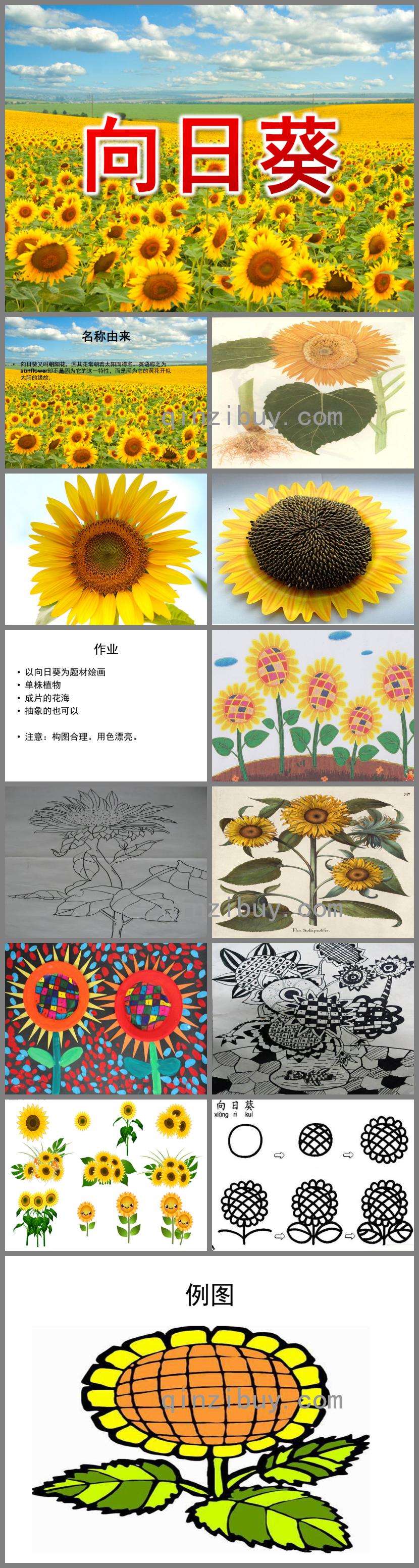大班線描畫向日葵PPT課件