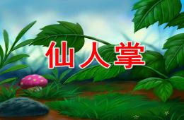 中班美術(shù)仙人掌PPT課件