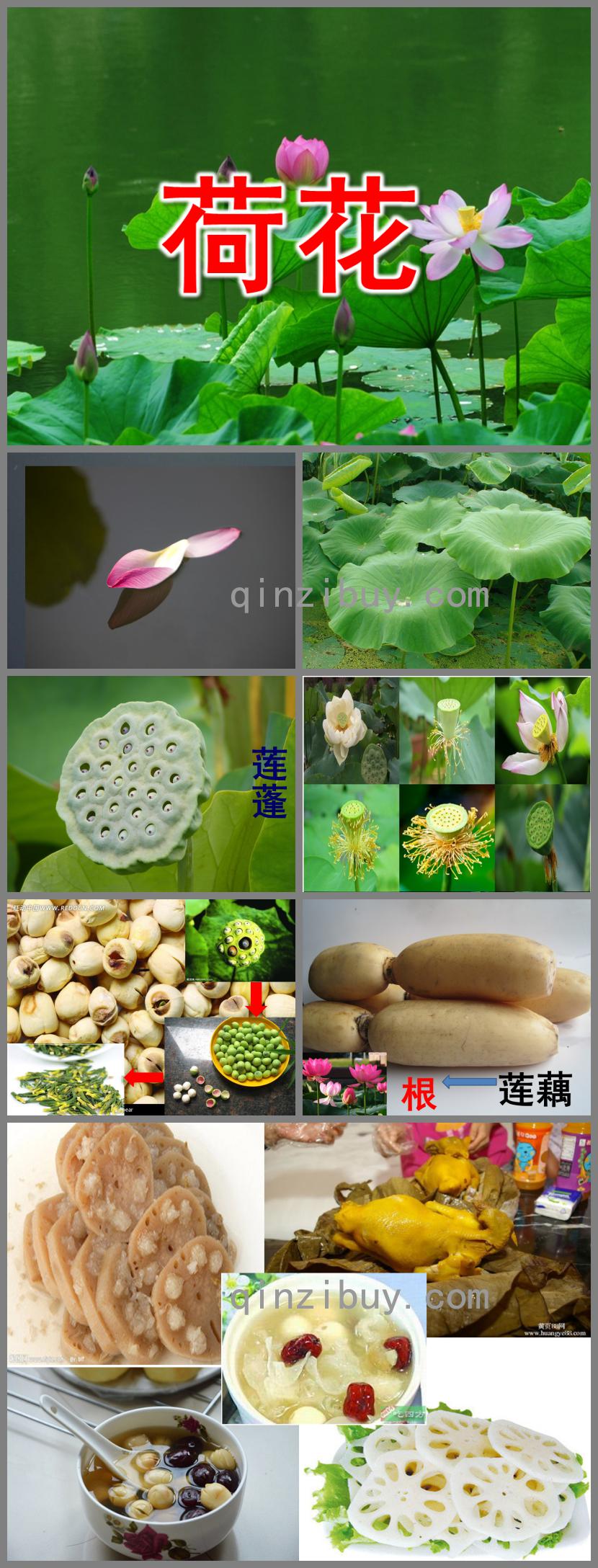 中班科學荷花PPT課件