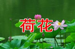 中班科學荷花PPT課件