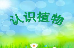 幼兒園認識植物PPT課件