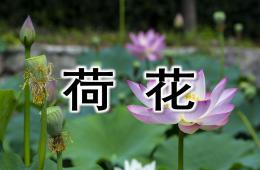 中班美術荷花PPT課件