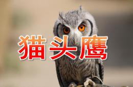 大班美術貓頭鷹PPT課件