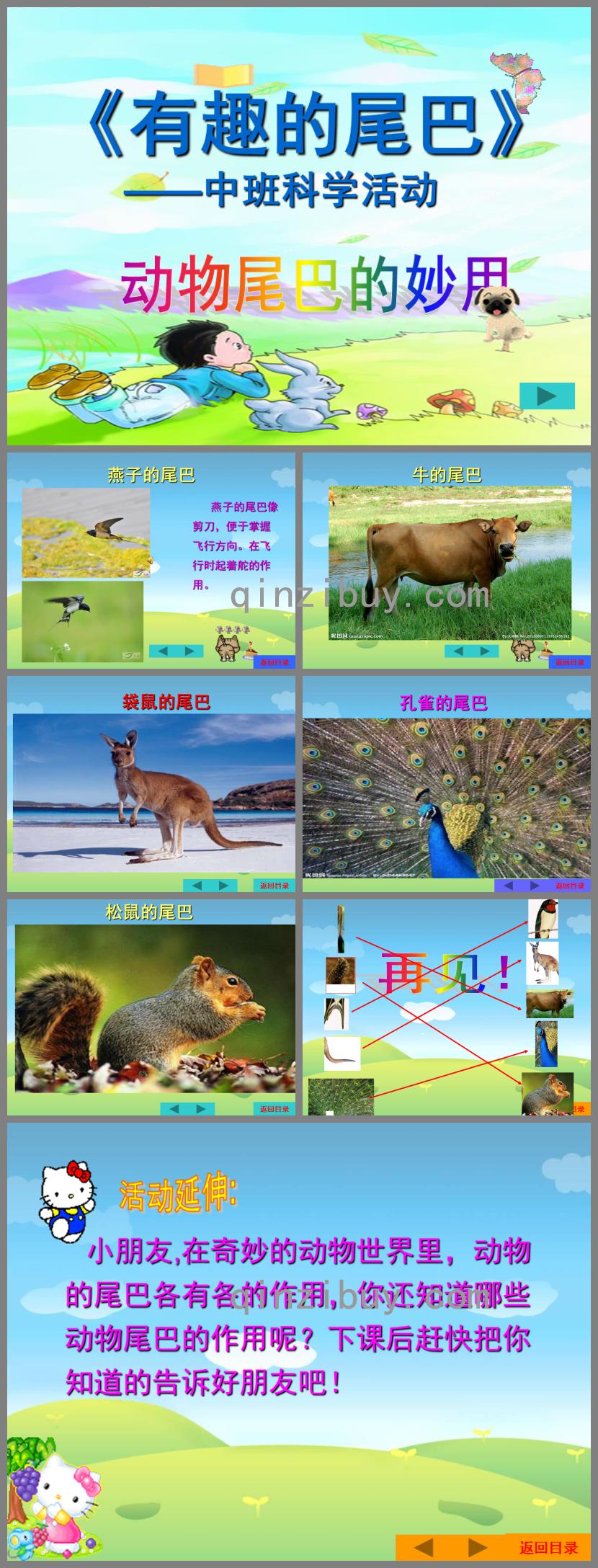 中班科學有趣的尾巴動物尾巴的妙用PPT課件