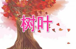 中班語言樹葉PPT課件