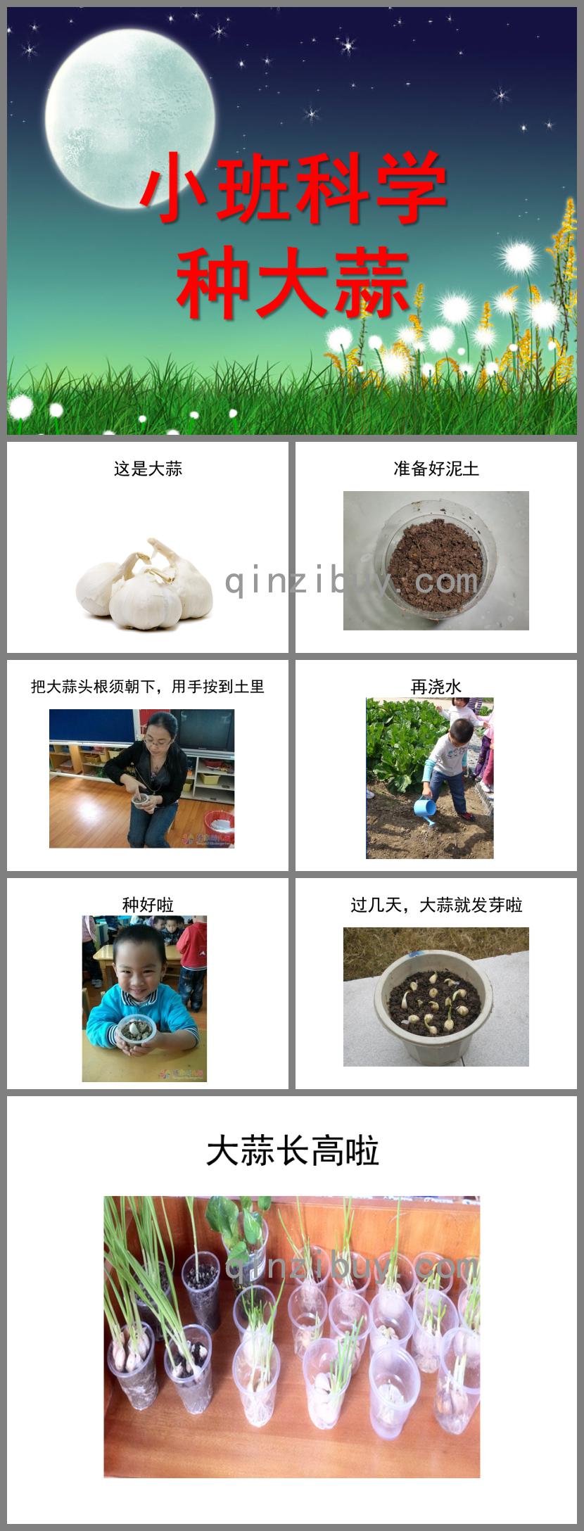 小班科學種大蒜PPT課件教案
