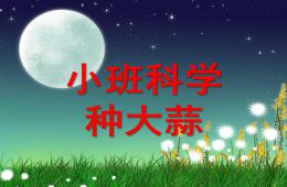 小班科學(xué)種大蒜PPT課件教案