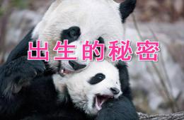 大班科學出生的秘密PPT課件