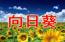 大班美術向日葵PPT課件