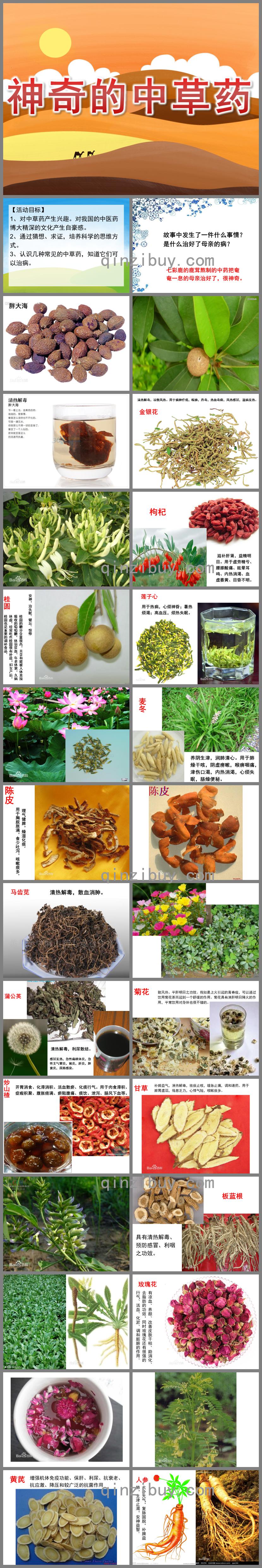 大班科學(xué)活動神奇的中草藥PPT課件