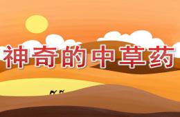 大班科學活動神奇的中草藥PPT課件