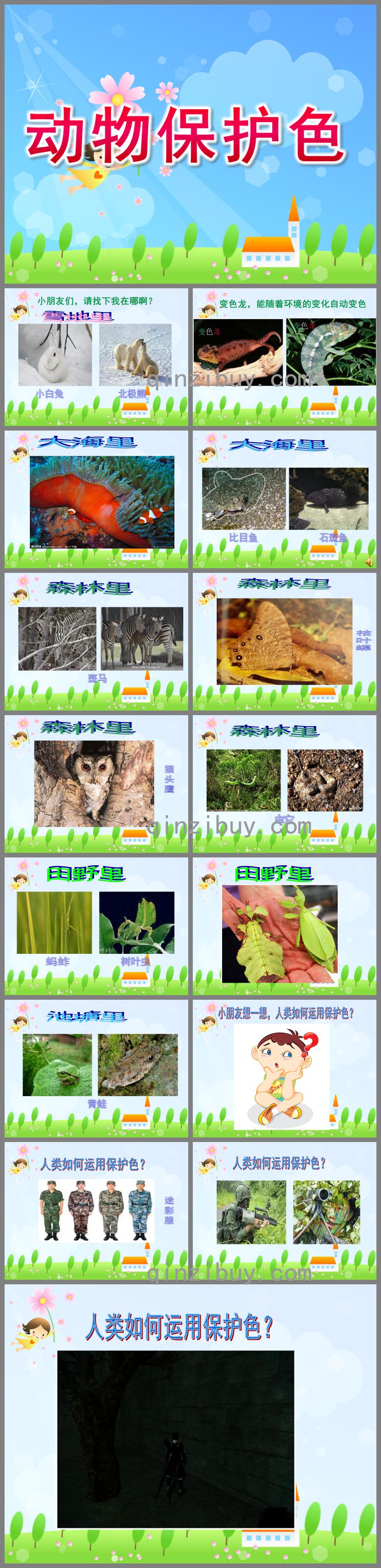 大班動物保護色PPT課件