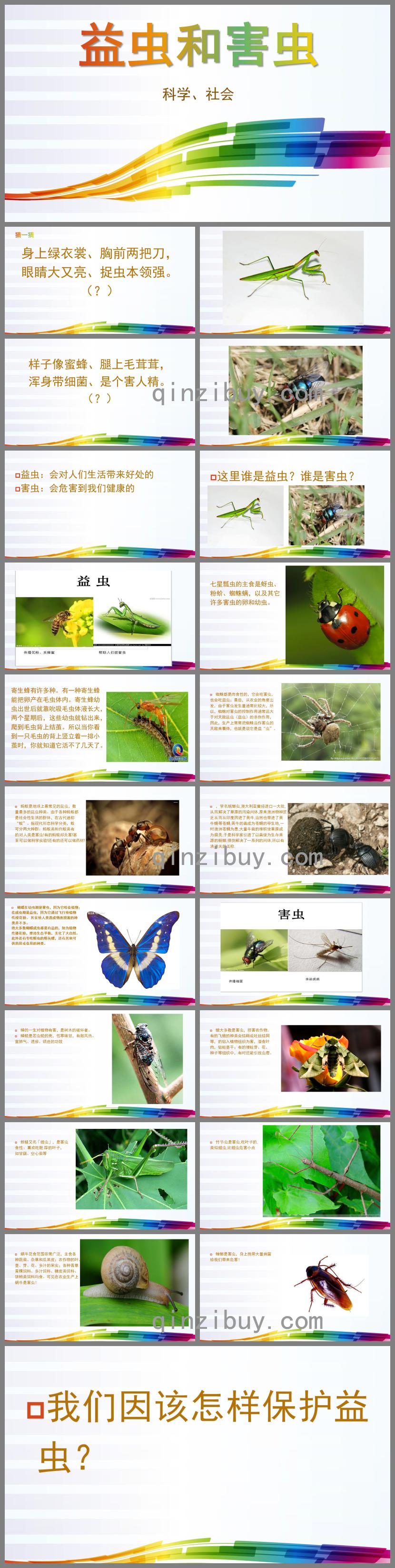 中班科學益蟲和害蟲PPT課件