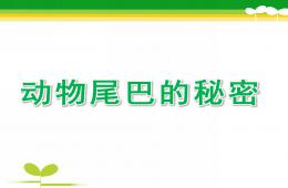 大班科學動物尾巴的秘密PPT課件