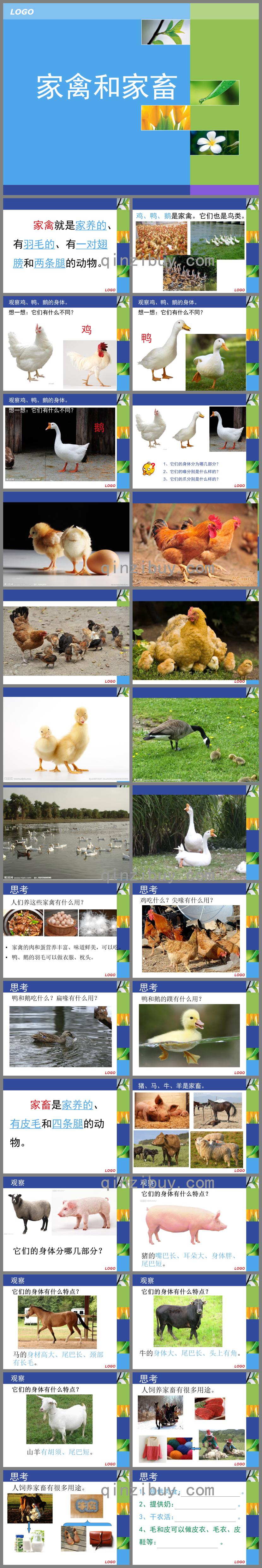 大班常識家畜和家禽PPT課件