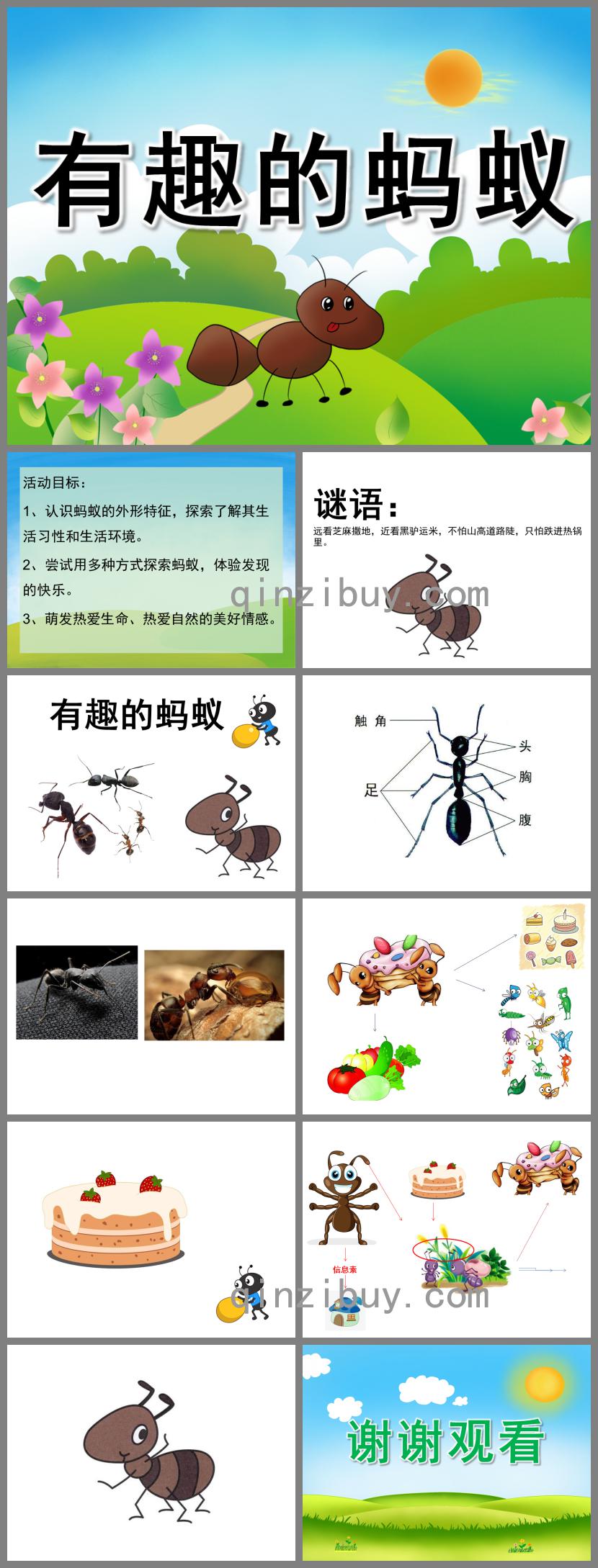 中班科學(xué)有趣的螞蟻PPT課件