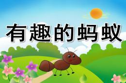 中班科學有趣的螞蟻PPT課件