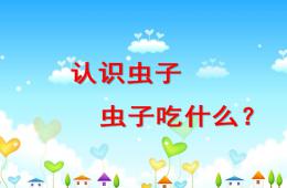 中班社會認識昆蟲PPT課件