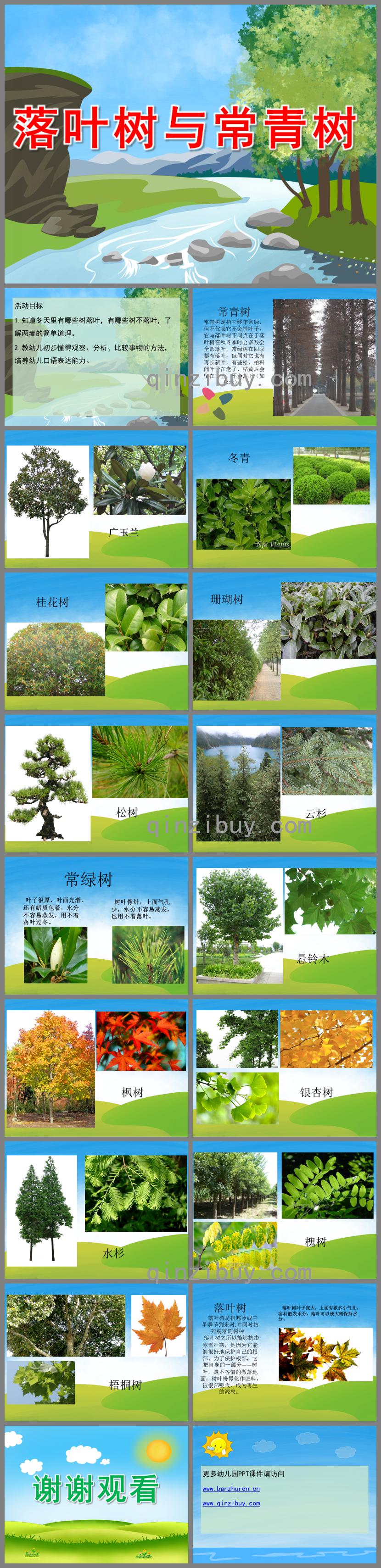 大班科學落葉樹與常青樹PPT課件視頻