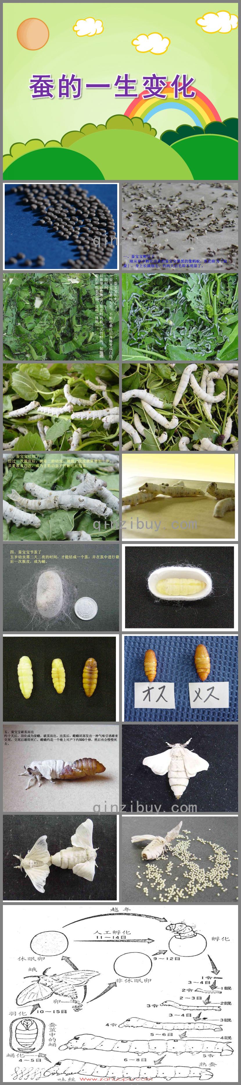 大班科學蠶的一生變化PPT課件