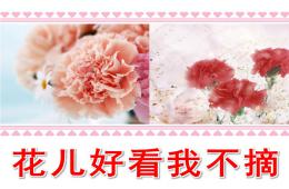小班社會活動花兒好看我不摘PPT課件