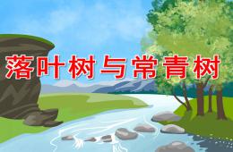 大班科學(xué)落葉樹與常青樹PPT課件視頻