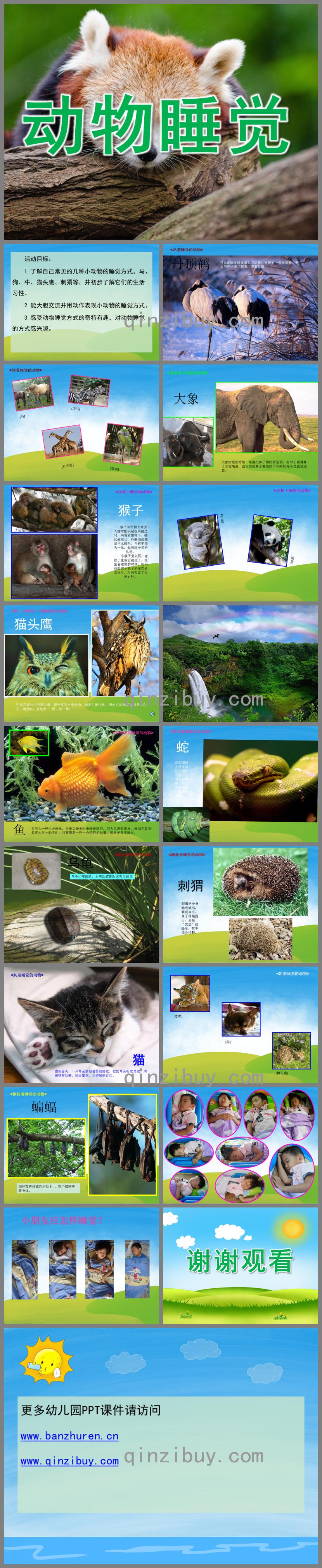 中班科學動物睡覺PPT課件