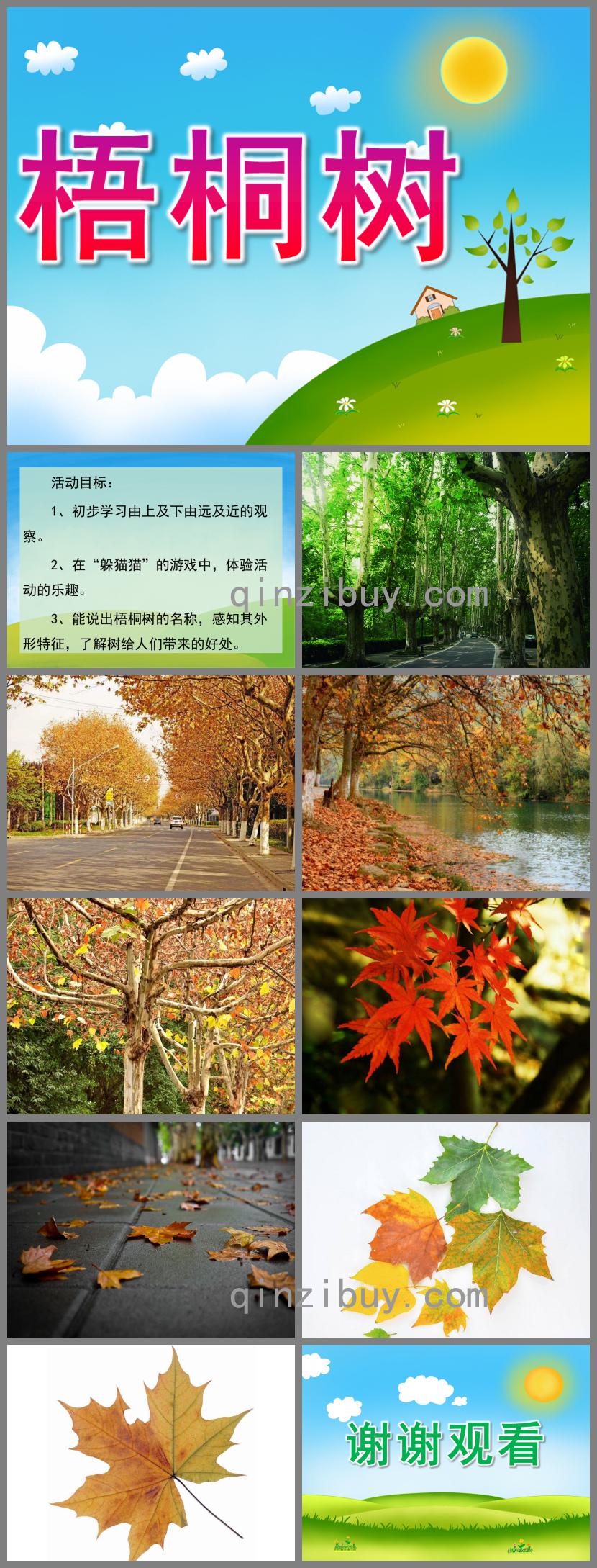 小班科學梧桐樹PPT課件